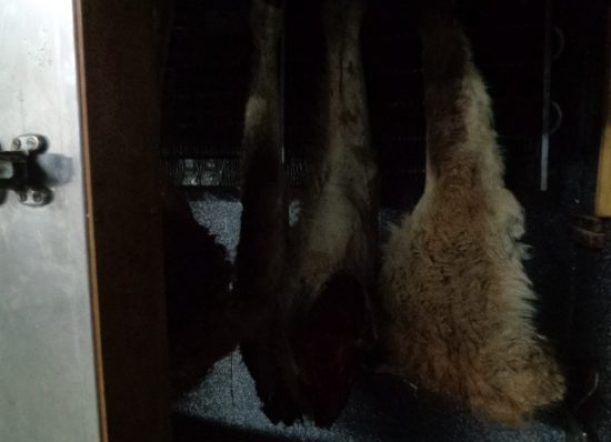 Controles en La Portada: decomisaron carne de guanaco