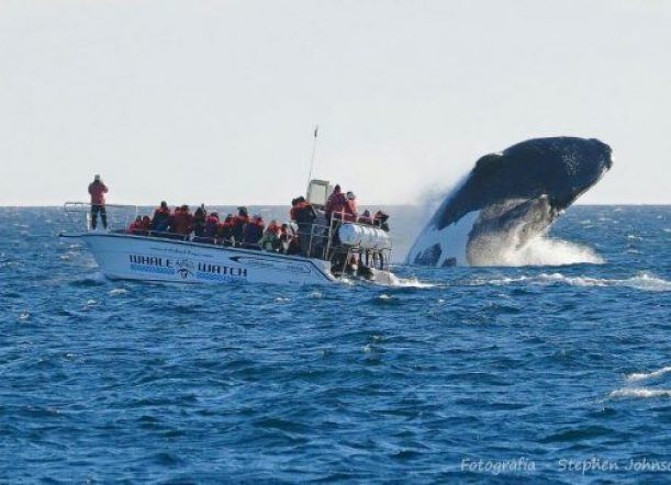 Asombrosa foto de una ballena franca austral