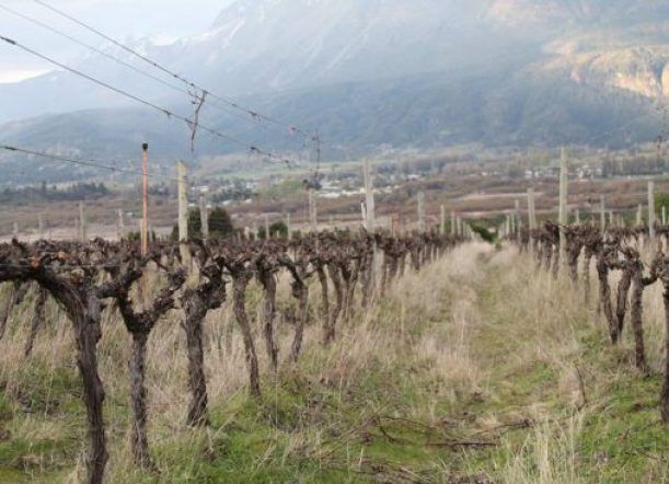 Declaran a Chubut Provincia Vitivinícola