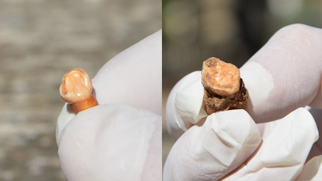 Hallan dientes de Neandertales. Una esquelense integra el equipo científico