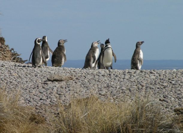 Hoy lanzan la Temporada de Pingüinos en Cabo dos Bahías