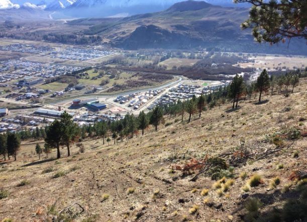 Poda y limpieza en el bosque comunal del barrio Badén