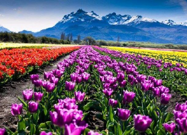 Ya se puede visitar el Campo de Tulipanes: días, horarios y montos