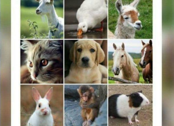Hoy realizan charla sobre terapias asistidas con animales
