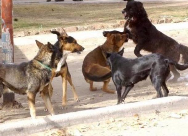 Polémica: Proponen que frigoríficos exporten carne de perro
