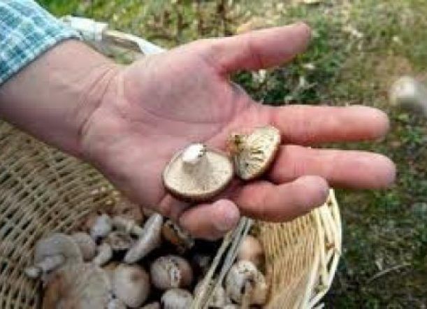 Inauguran en Esquel un laboratorio para producir Hongos Comestibles.
