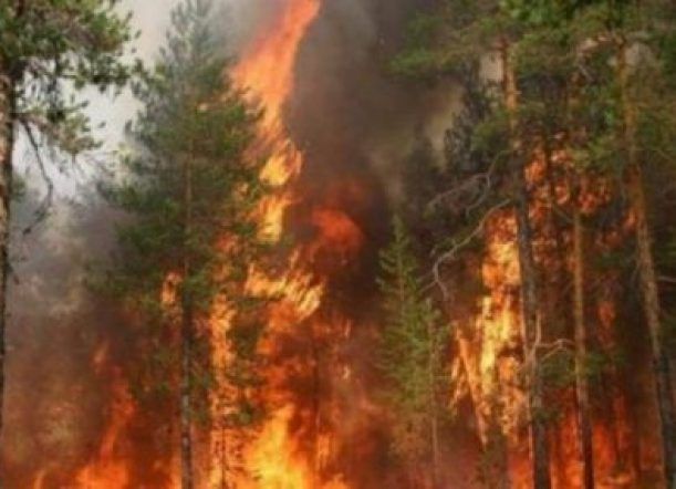 Bosques inicia campaña de prevención del fuego