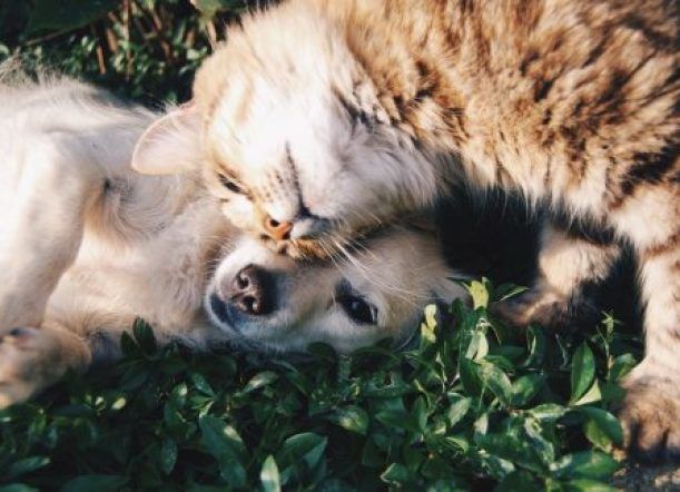 Comenzaron las castraciones gratuitas de gatos y perros