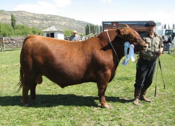 Feria Ovina: 16 cabañas y 60 carneros inscriptos