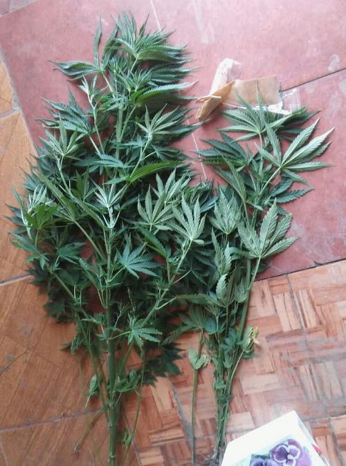 Allanan buscando un arma y salen con marihuana