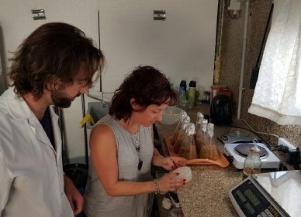 Desarrollan planta de hongos comestibles con residuos del GIRSU