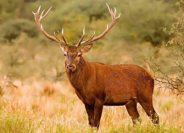 Comienza la temporada de caza del ciervo colorado