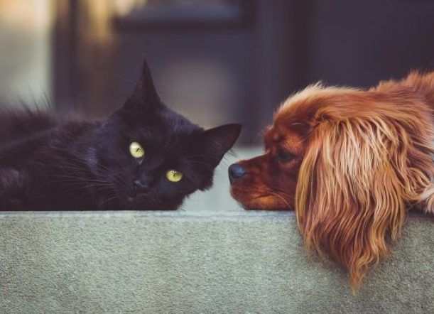 Trevelin: Lanzan programa de control de población de mascotas