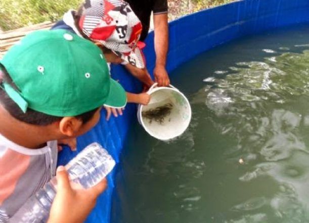 Por no comprar una batería se murieron los peces