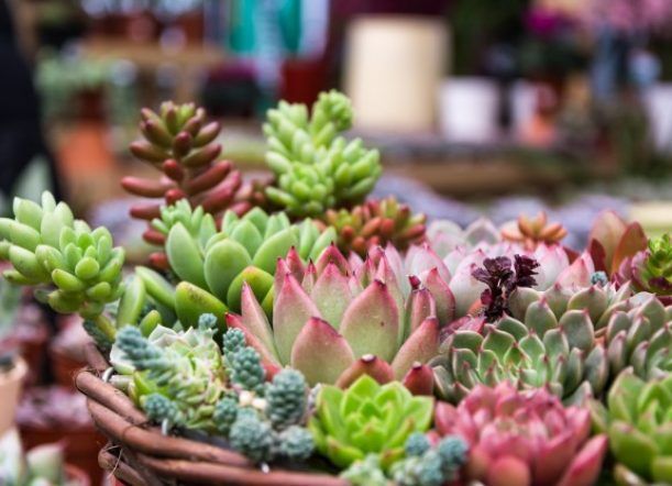 Exponen gran colección de cactus y suculentas