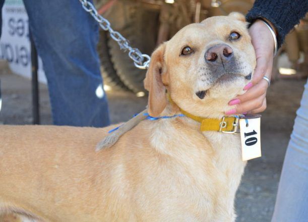 Trevelin: Hoy continúan las castraciones gratuitas de perros
