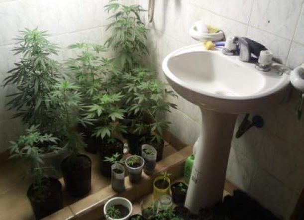 Durante un allanamiento encuentran 21 plantas de marihuana