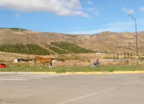 Preocupación por la presencia de animales sueltos en la calle