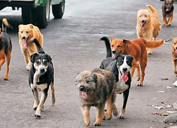 Aprueban nueva ordenanza de Tenencia Responsable de Mascotas