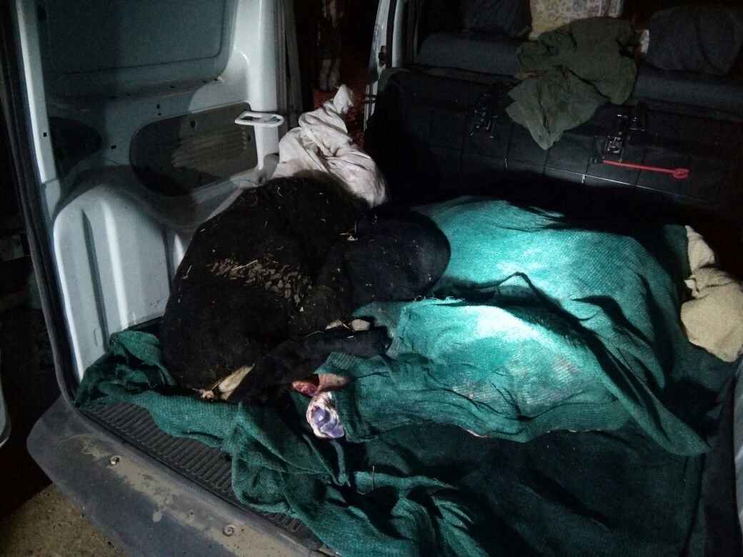 Gualjaina: detectan faena clandestina en un vehículo