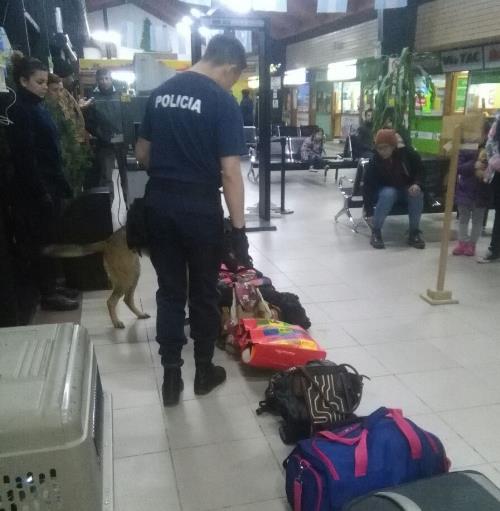 Secuestran cannabis en el control de la Terminal de Omnibus