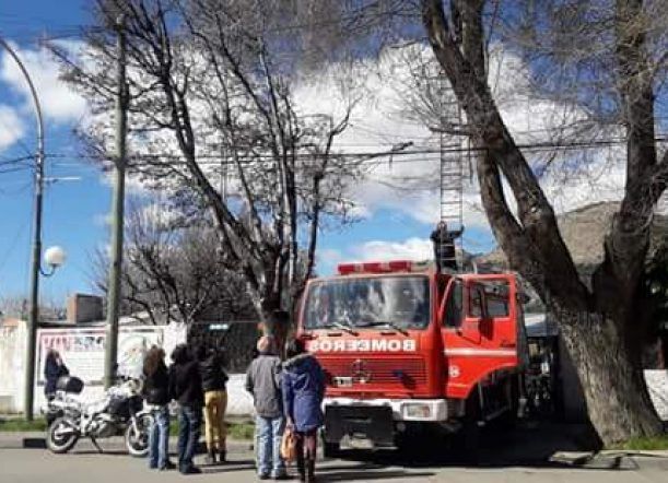 Rescatan un gato que lleva siete días en un árbol