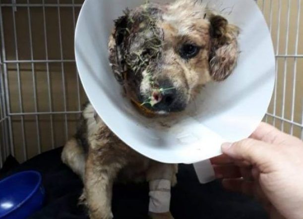 Esquel: Denuncian a vecino por salvaje agresión a una perrita