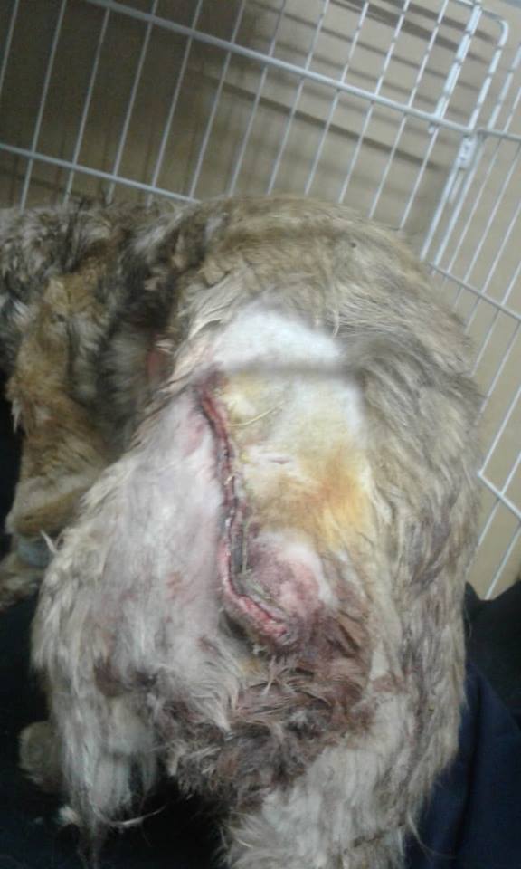 Esquel: Denuncian a vecino por salvaje agresión a una perrita
