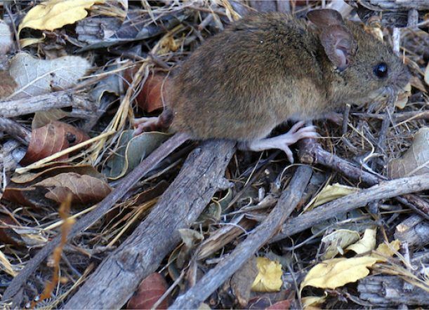 Hantavirus: declaran el Alerta sanitaria en el Área Programática Esquel