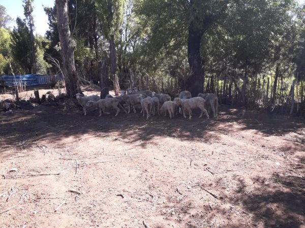 Recuperan lanares robados en El Maitén