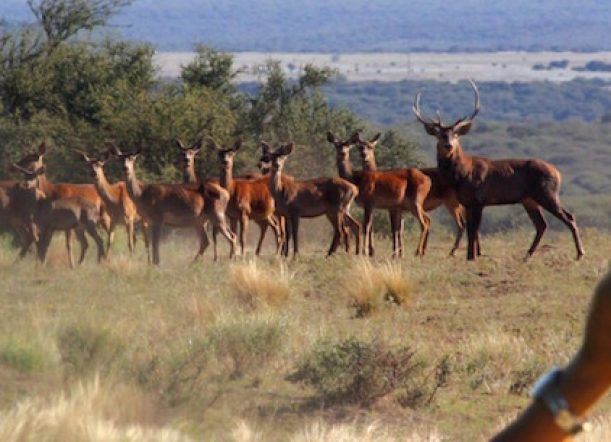 Hasta el 1° inscriben Áreas de Caza de Ciervo Colorado