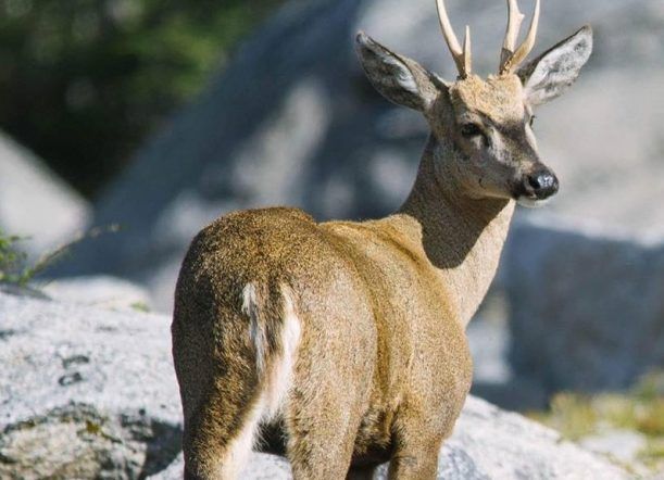 #Mirá las imágenes del huemul recorriendo el Parque Los Alerces