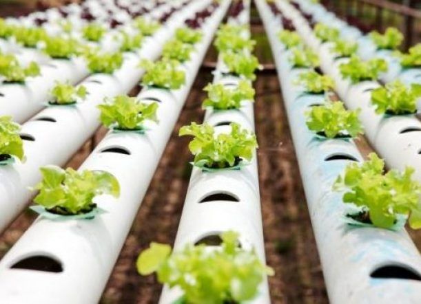Producirán lechuga hidropónica en invernáculo del CAPEC