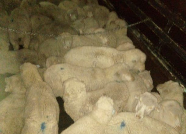 Paso del Sapo: Recuperaron 47 ovejas robadas