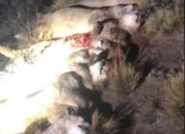 Mataron siete pumas en dos horas en campos de Chubut