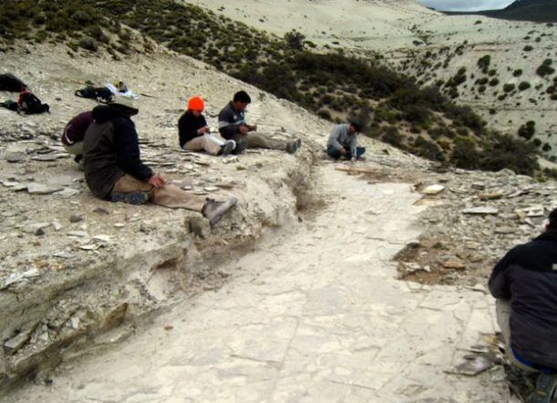 Encuentran restos fósiles de 52 millones de años en Chubut