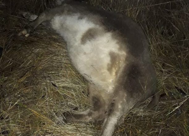 Embistió una vaca en la ruta Esquel-Trevelin