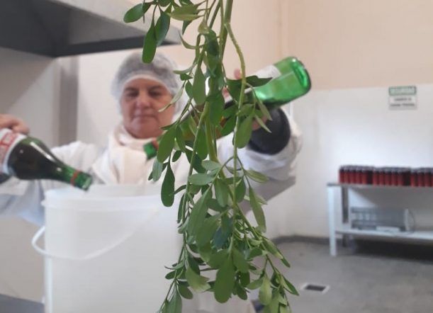 La caña con ruda de Momi`s es de interés municipal