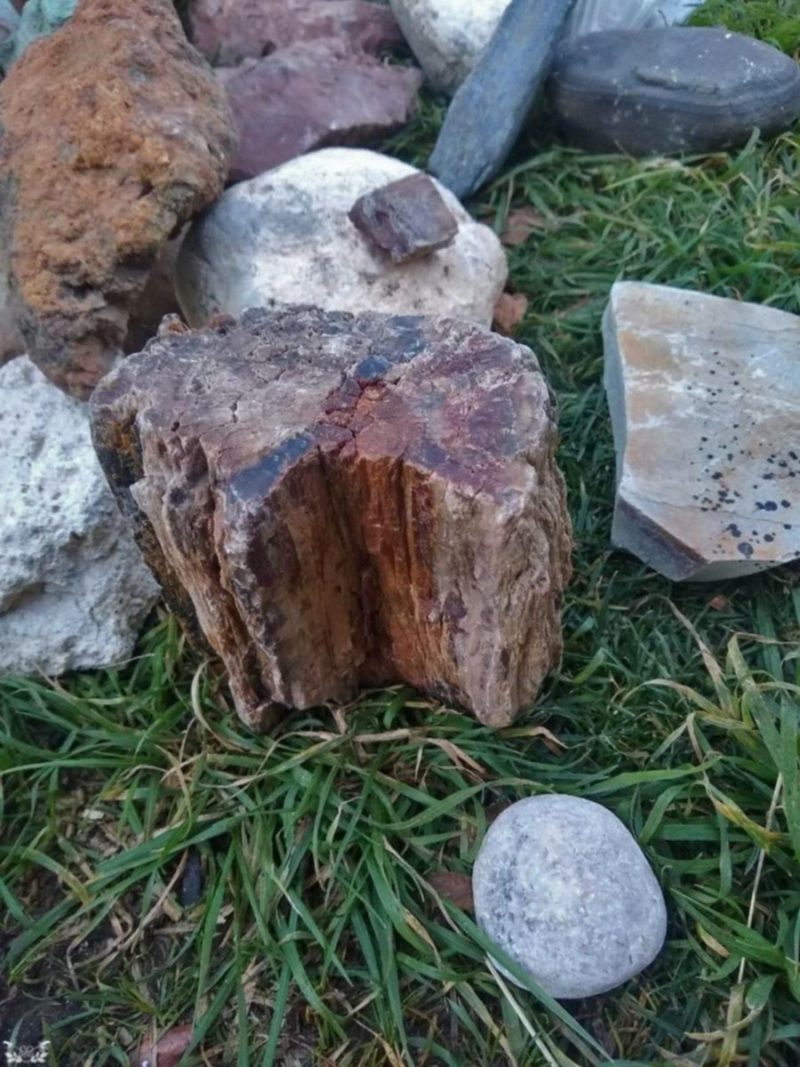 Querían pasar a Chile con fósiles de un bosque petrificado