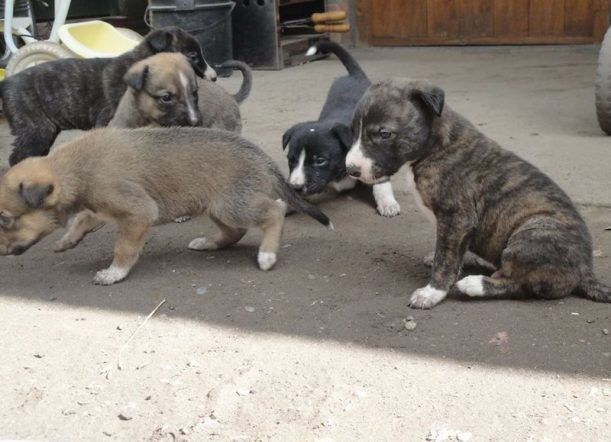 Mascotas: ¿Qué logró la nueva ordenanza de tenencia responsable?