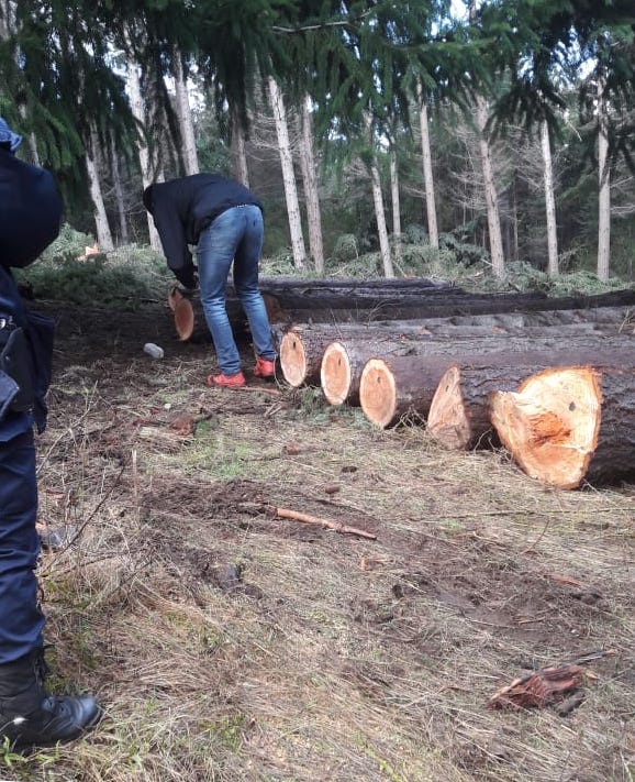 Denuncian tala clandestina recurrente en Cerro Radal