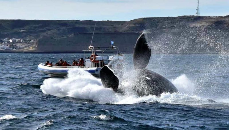 Un julio auspicioso para el turismo en Península Valdés