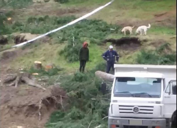 Detectan robo de madera en bosques comunales del Bórquez