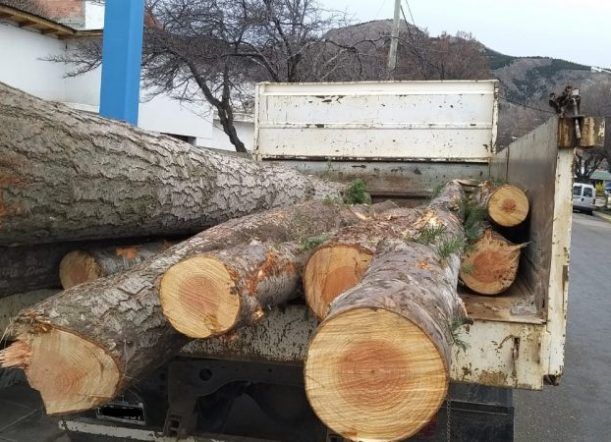 Hollmann: “El hurto al bosque comunal es un daño ambiental”