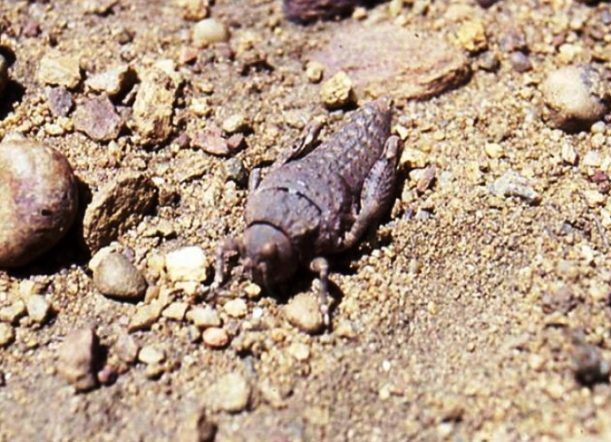 Imágenes de la impresionante plaga de tucuras en Cushamen