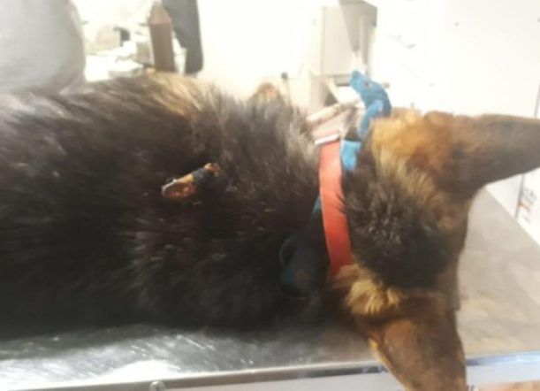 Le clavaron un caño a un perro y está internado