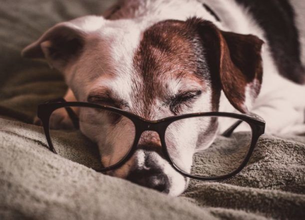 La nueva fórmula para calcular la edad de los perros
