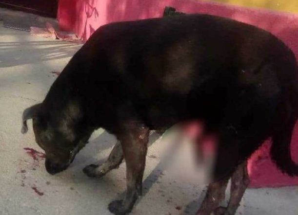 Maltrato animal: Le cortaron los genitales a un perro