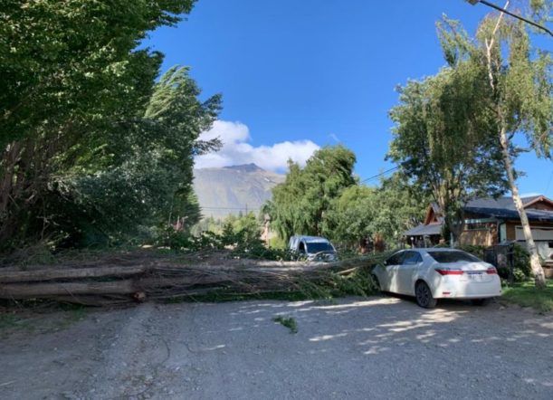 El viento volteó un árbol que cayó sobre un auto