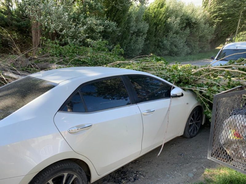 El viento volteó un árbol que cayó sobre un auto